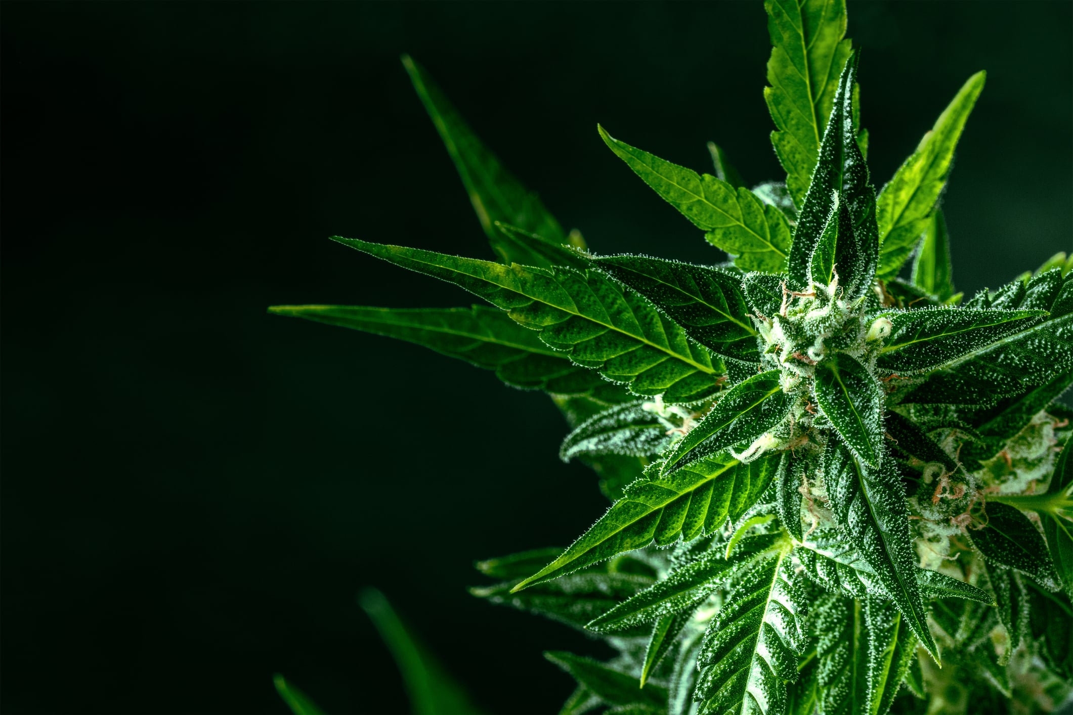 Cannabis plant with green leaves and white flowers, with trichomes, with yellow stigmas, almost ready for harvest