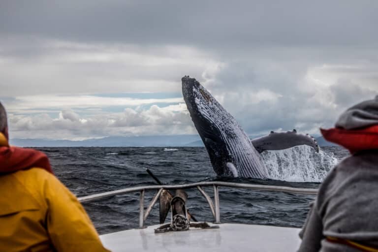Whale breaching near a boat while a group goes whale watching in Provincetown